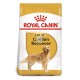 Royal Canin Golden Retriever Adult 12 Kg Pienso para Perros