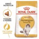 Royal Canin Norwegian Forest Cat 10 kg comida para gatos