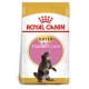 Royal Canin Maine Coon Kitten 10 kg comida para gatos