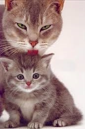 RONRONEO DEL GATO - SE COMUNICAN ASI