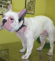 TRATAMIENTO CON APOQUEL EN DERMATITIS ATOPICA EN PERROS